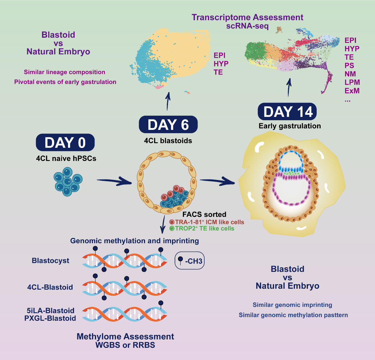 我校科研团队研究成果在Cell Stem Cell发表-广州医科大学
